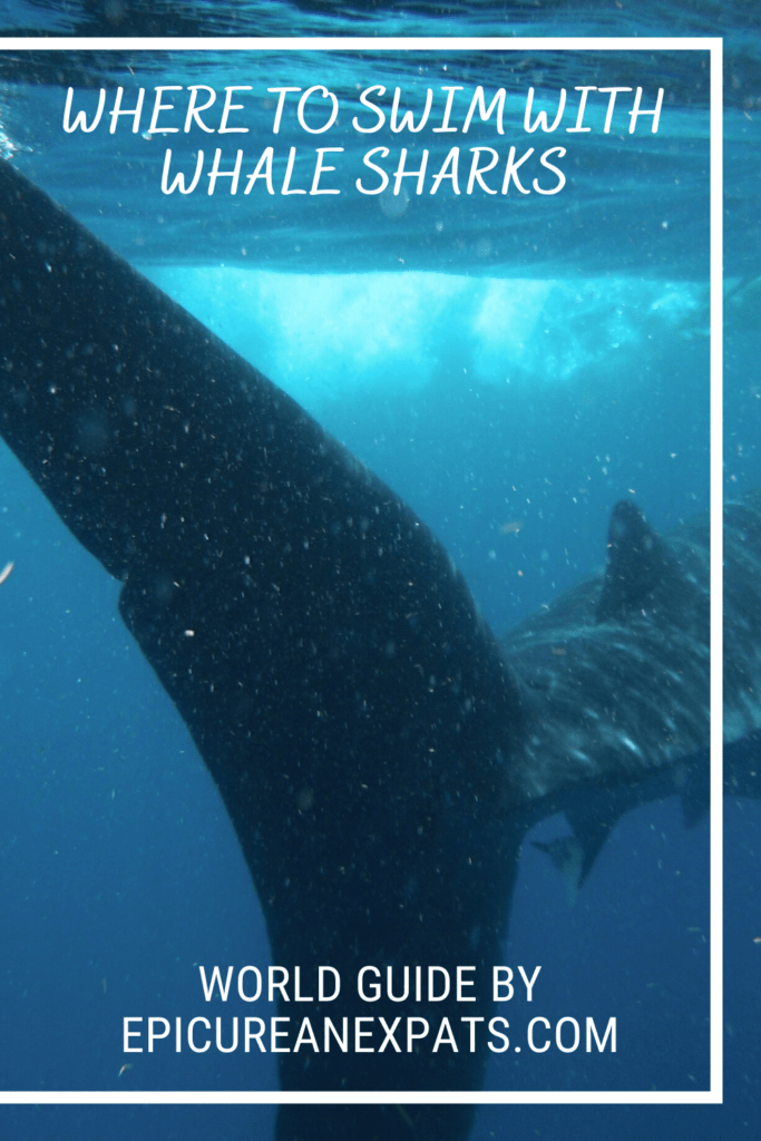 Where to Swim With Whale Sharks Ultimate Travel Guide - Epicurean Expats