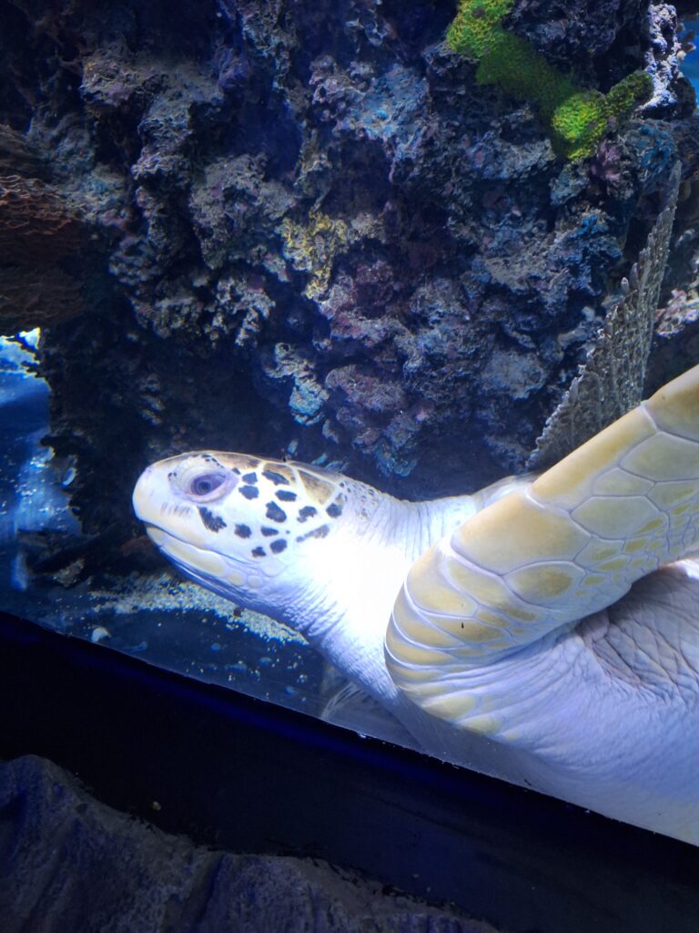 Turtle at the INBURSA Aquarium, Polanco, Mexico City