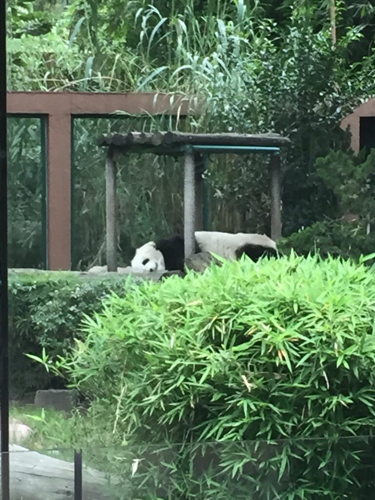 Panda at Chapultepec Zoo, Mexico City