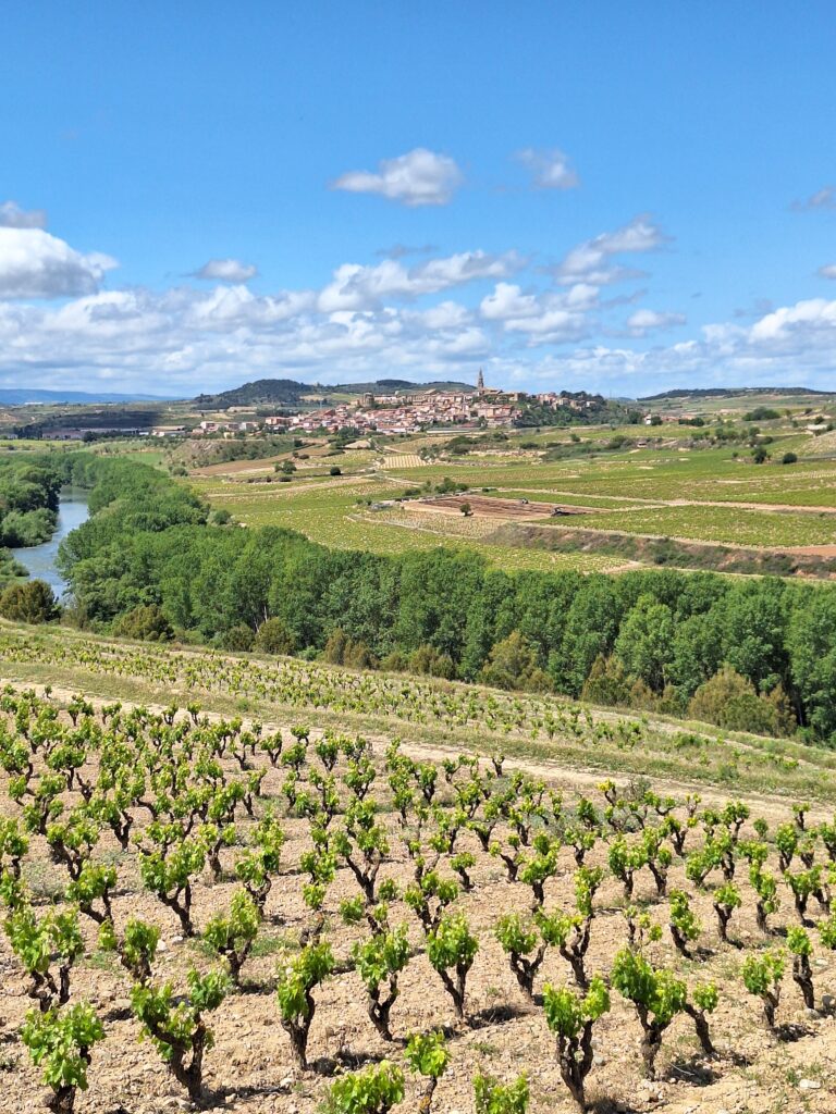 Lopez de Haro vineyards towards the Ebro River, Spain