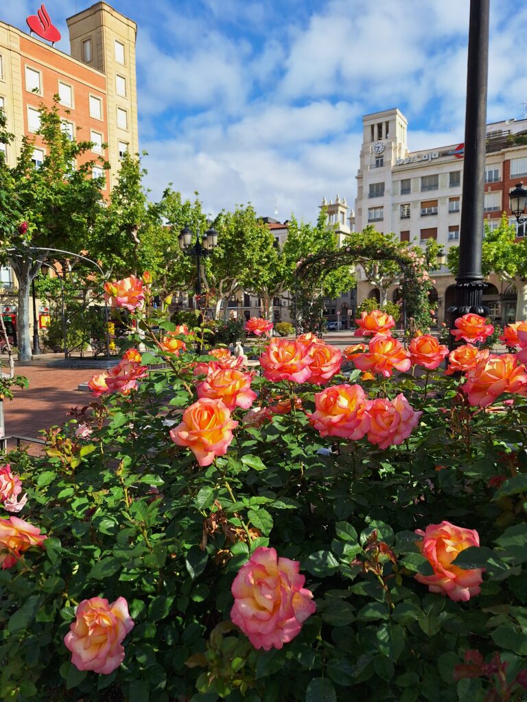 Rose Garden in Paseo del Espolón- Logrono, Spain