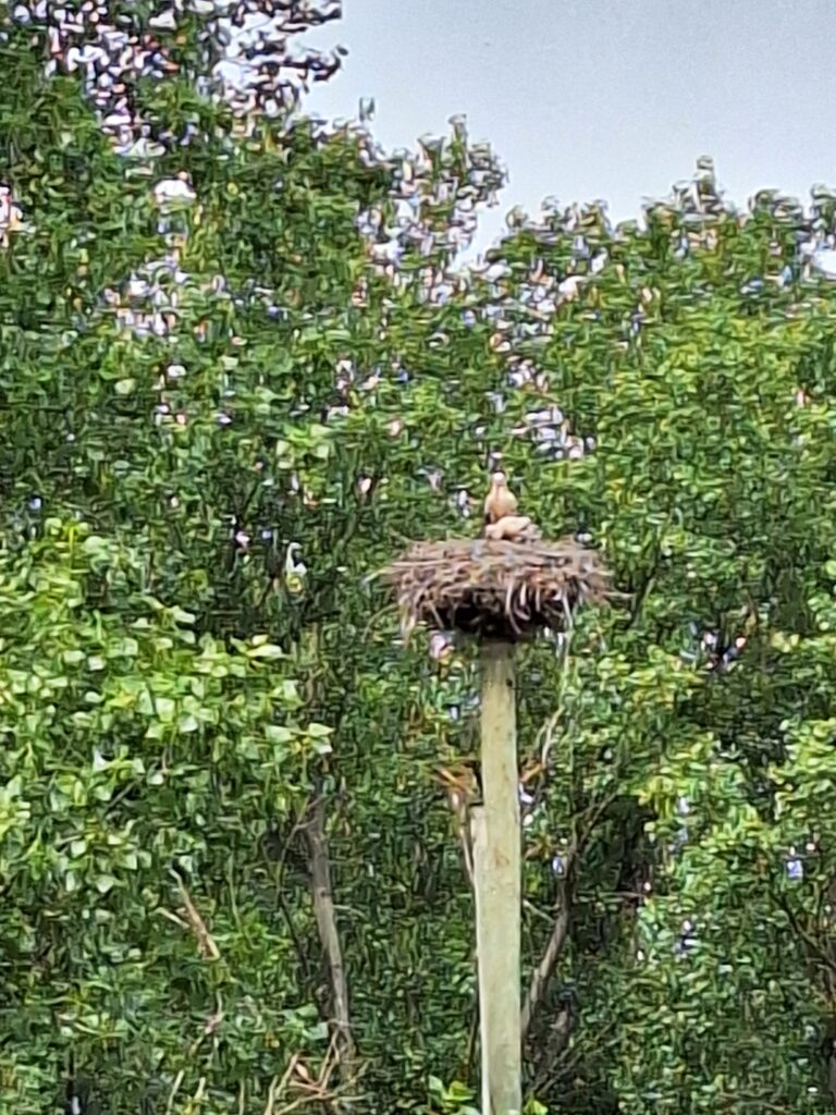 Storks in Parque del Ebro, Logrono