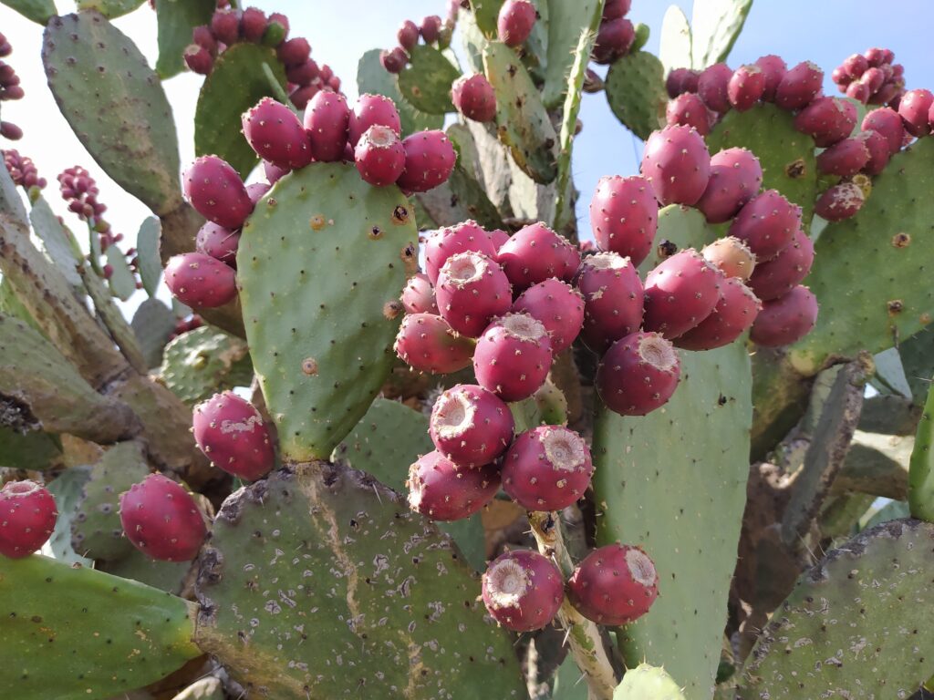 Prickly pear cactus, Mexico