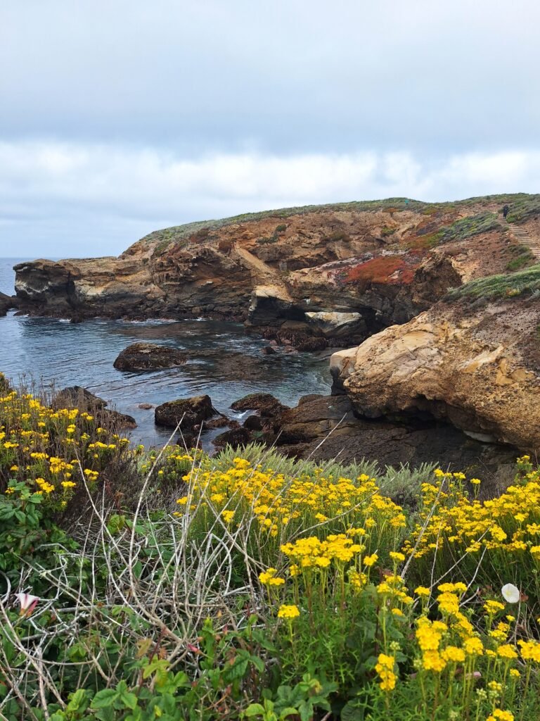 View from South Shore Trail in Point Lobos, California