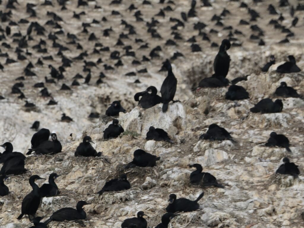 Cormorants nesting on Bird Island in Point Lobos, California