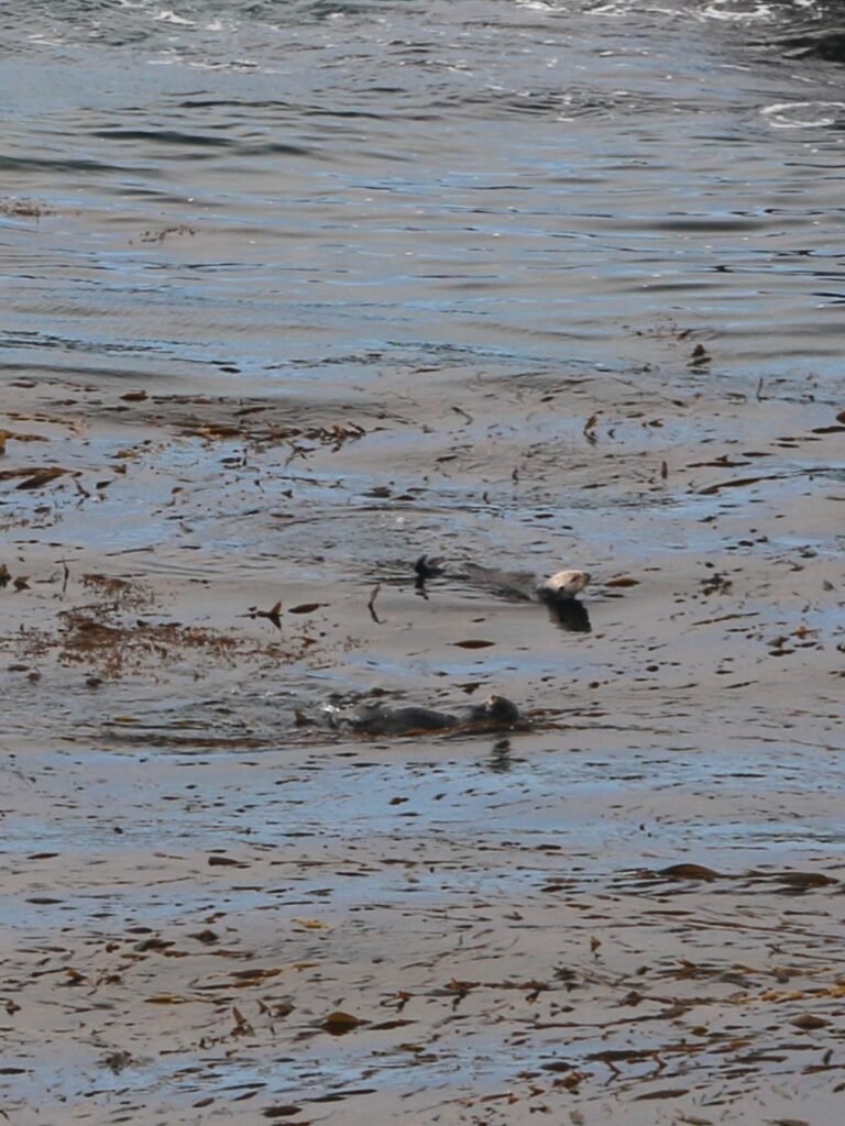 Sea otters in Point Lobos, California