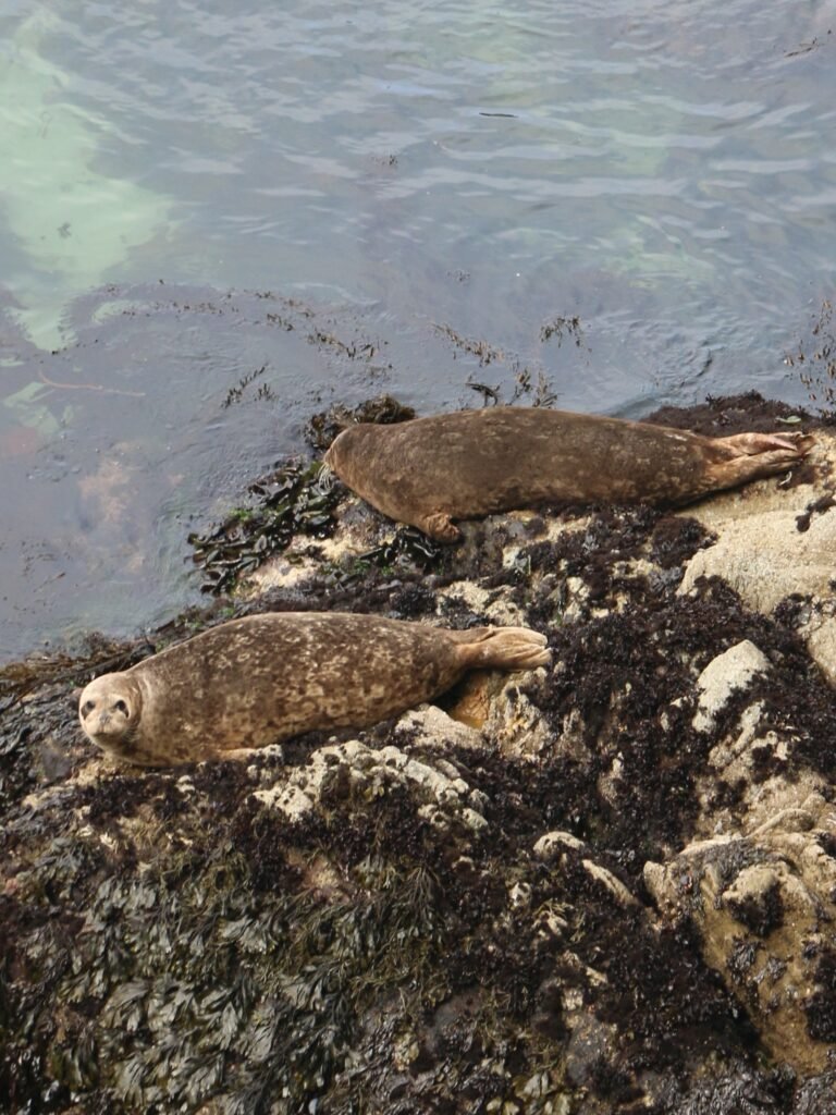 Harbor seals resting in Point Lobos, California